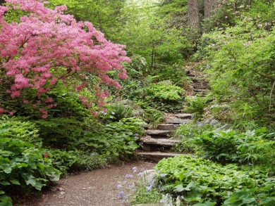 A common scene at New England Wildflower Society's Garden in the Woods, in Framingham, MA. Set among 45 acres, this living museum displays a wide variety of common and rare native plants displayed in naturalistic settings.