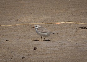 Down Year for Piping Plovers in New Hampshire