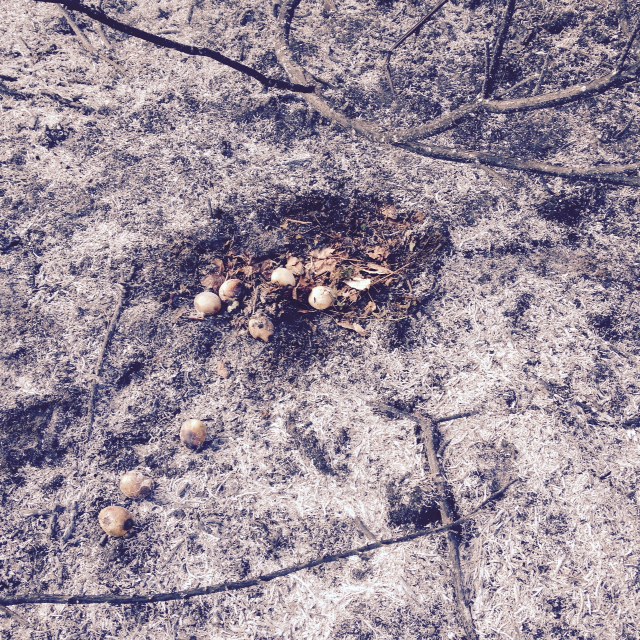 A WIld Turkey nest lost to a rare spring wildfire. / © John Lloyd