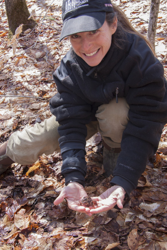 Sara Zahendra admires a pair of Wood Frogs that are about to be placed back in the vernal pool. /© K.P. McFarland