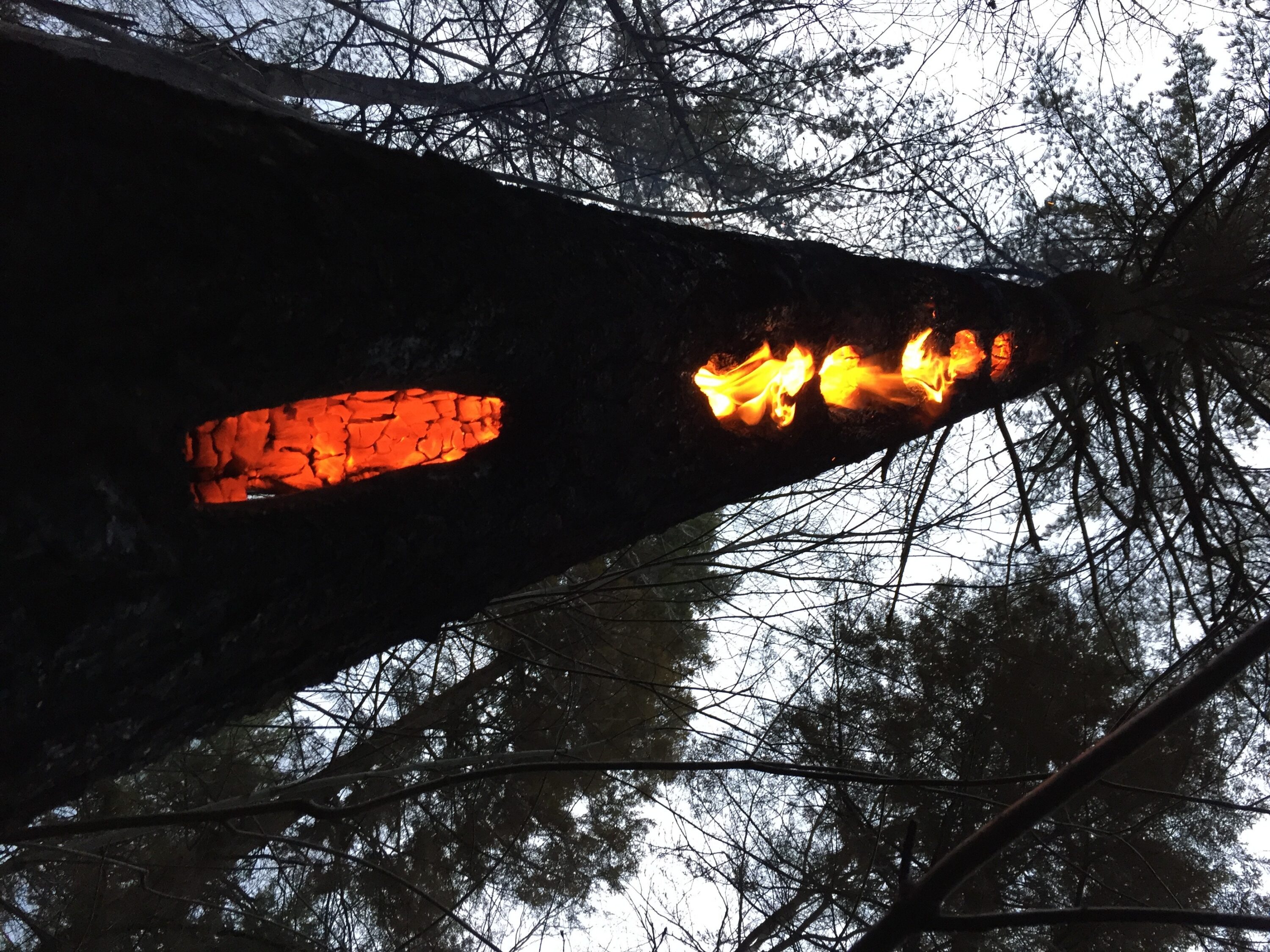 Feeding holes from Pileated Woodpeckers shine bright with fire. /© KP McFarland