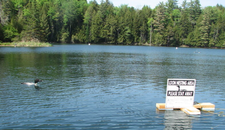 Eric Hanson Loons enjoying the easier to read text on the new Loon nesting signs.