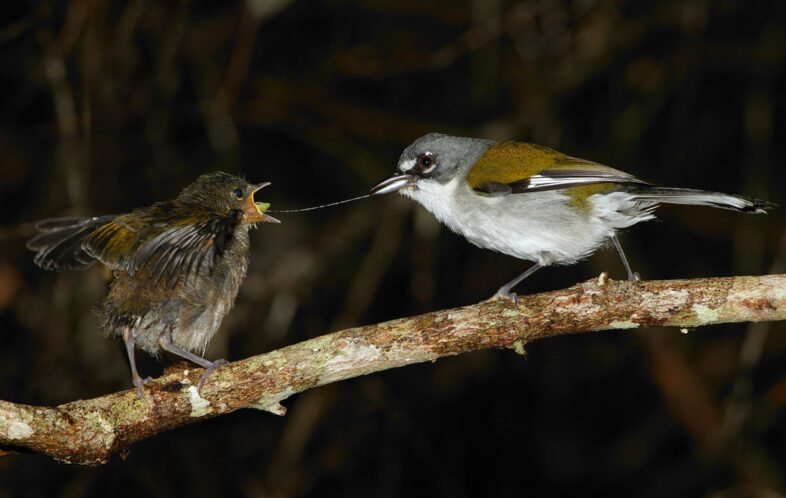 Hispaniolan Highland Tanager feeding young. / © Eladio Fernandez - www.eladiofernandez.com