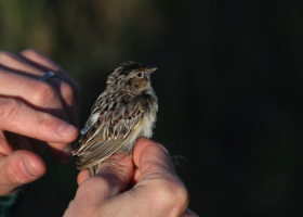 The 'Price is Right' Bird Delivers