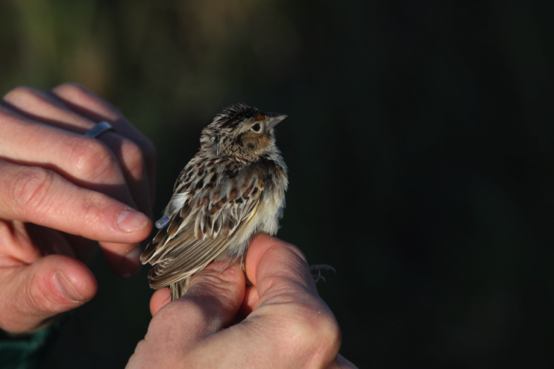 Male Grasshopper Sparrow at Camp Grafton, North Dakota, wearing a light-level geolocator. Photo by Alexandra Lehner.