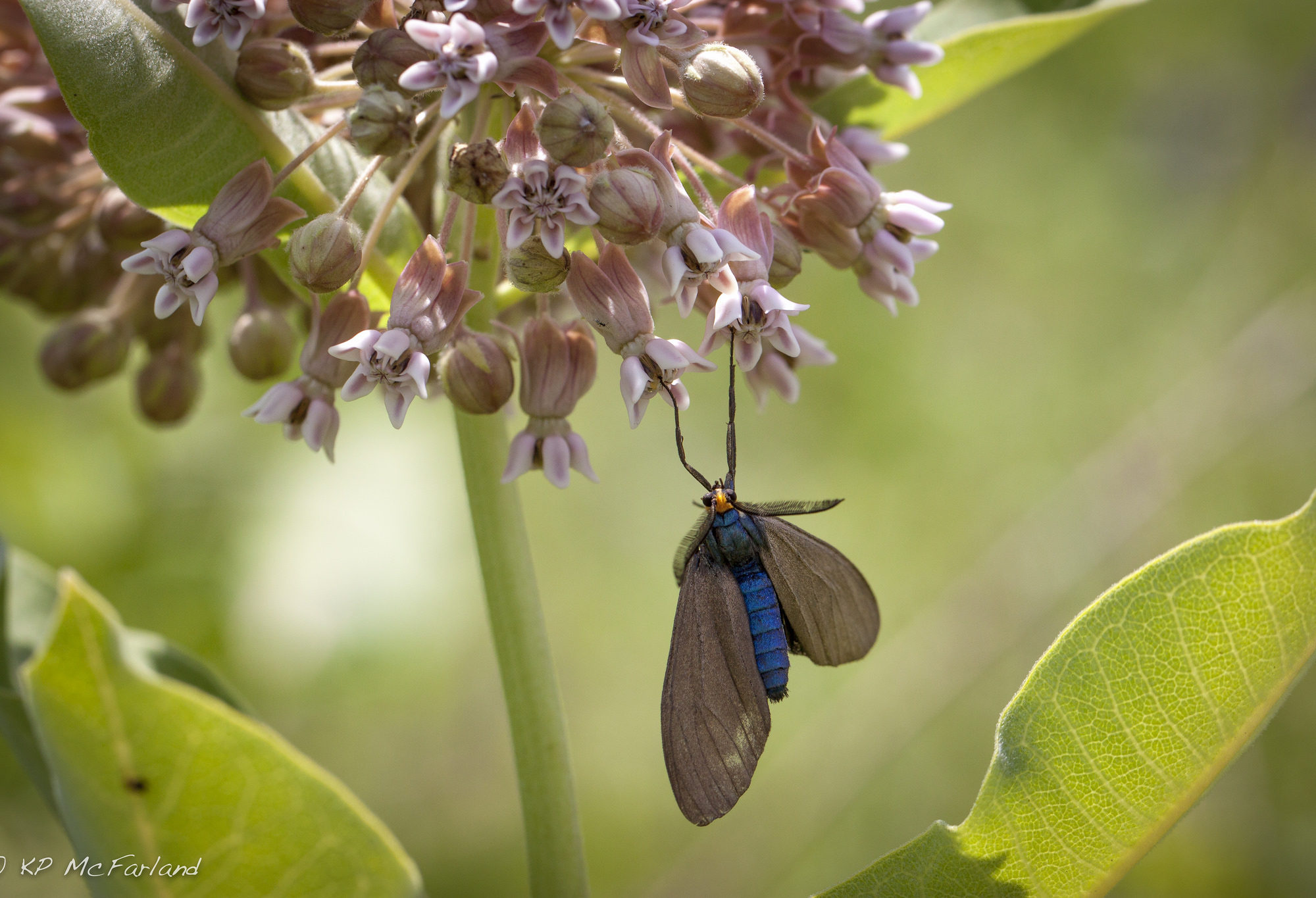 Virginia Ctenucha (Ctenucha virginica) trapped. @K.P. McFarland