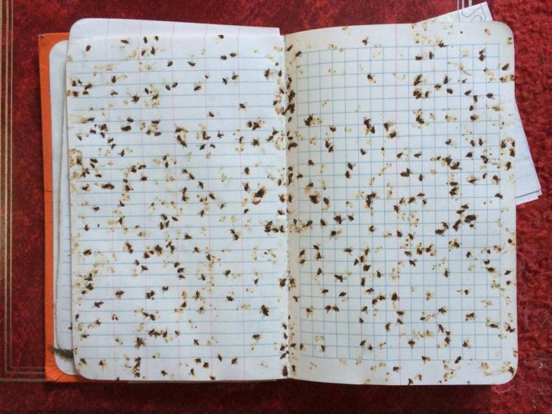 Noel Dodge was one of our best student interns on the Bicknell's thrush project. He's now a professional biologist and still working hard on conservation issues and still comes up to Mt. Mansfield from time to time to help us band birds. One day while banding Bicknell's thrushes on Stratton Mountain, he decided to collect a sample of black flies around us. His method? Field notebook slaps. Here's a few hours work on June 16, 2002. Field work can be tough! Imagine our necks and ears after that morning!