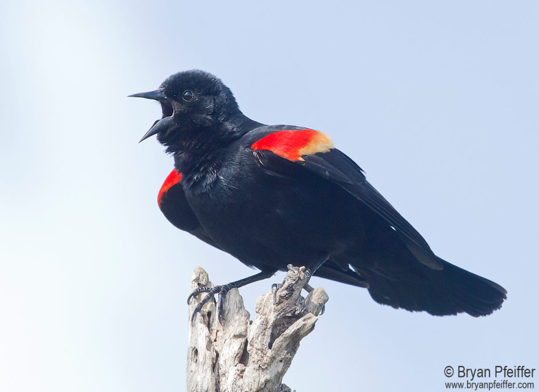 A male Red-winged Blackbird displays. /© Bryan Pfieffer
