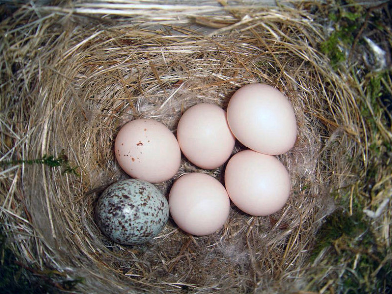 A Brown-headed Cowbird egg among an Eastern Phoebe clutch. /© Bryan Pfeiffer.