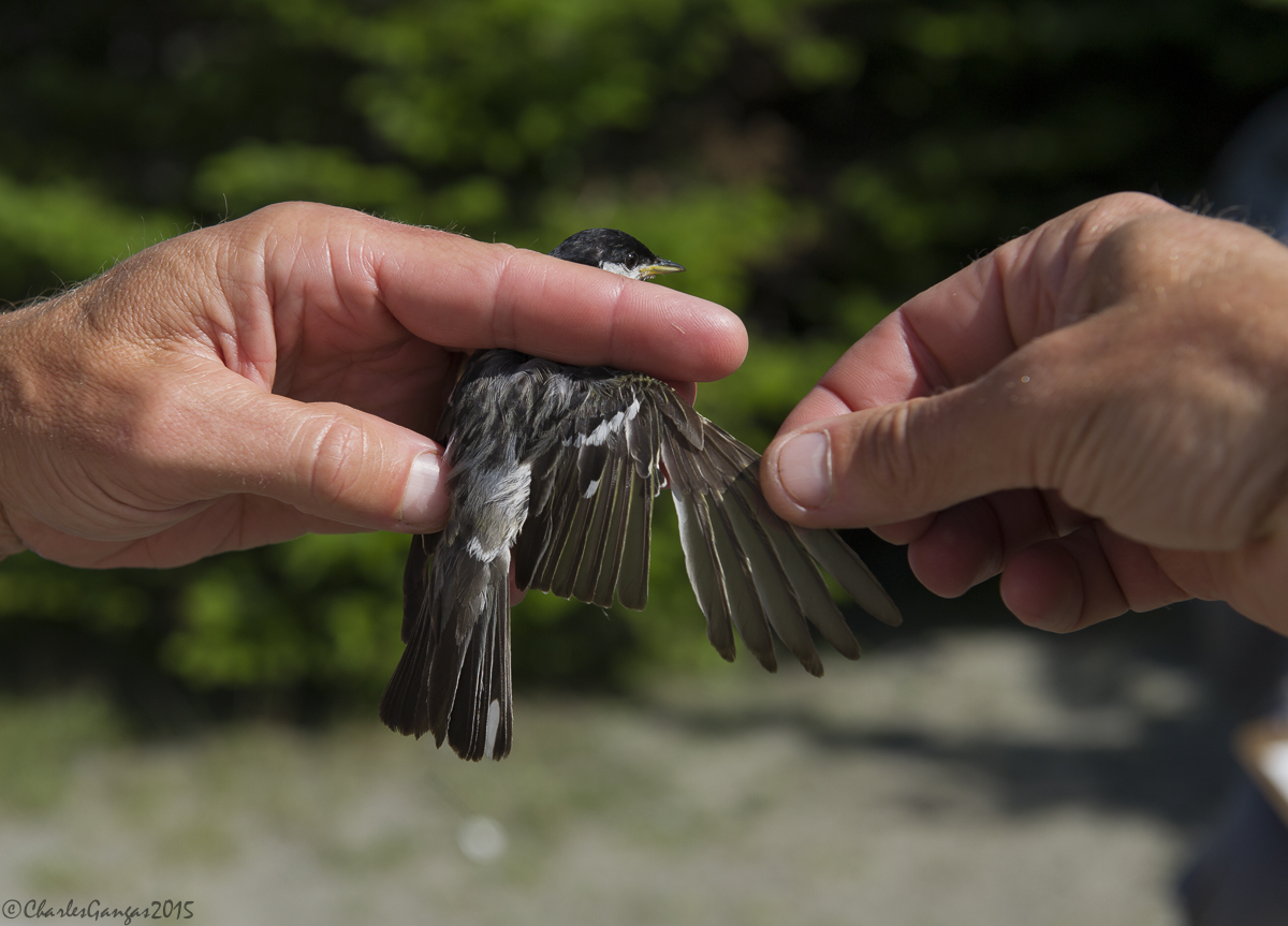 BLPW wing molt MANS 21Jul15