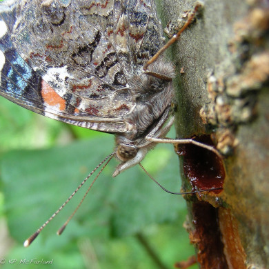 Red Admiral feeding on tree sap in holes from a Yellow-bellied Sapsucker in Killington, Vermont. /© K.P. McFarland