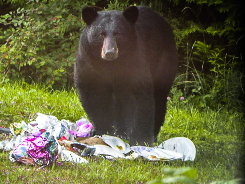 Bears may be attracted to human food sources, so a few steps must be taken to reduce problems between bears and people.