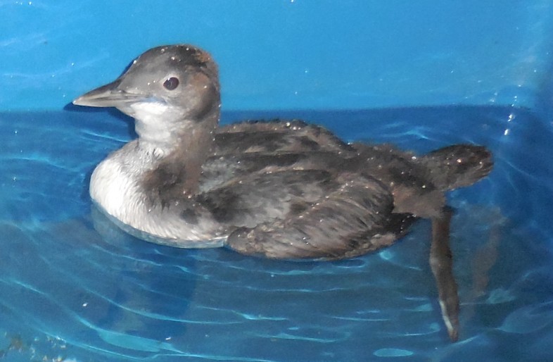 "Little Guy" in the rehab pool in Maine.
