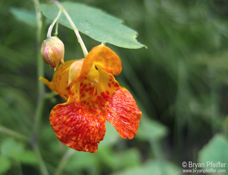 Orange Jewelweed (Impatiens capensis) / © Bryan Pfeiffer