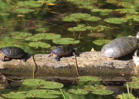 Keep an Eye Out for Turtles