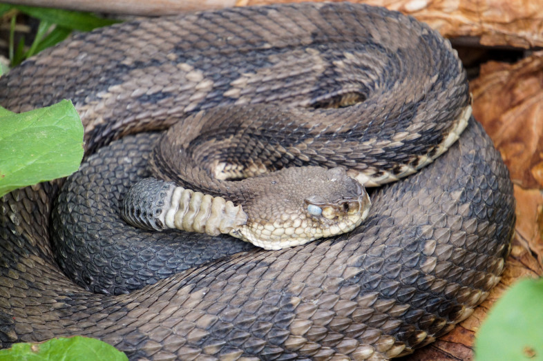 An Eastern Timber Rattlesnake in nearby New York. Its eye appears milky because it is about to shed its skin. / © Sarah Carline
