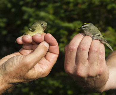 RCKI and GCKI MANS CGangas