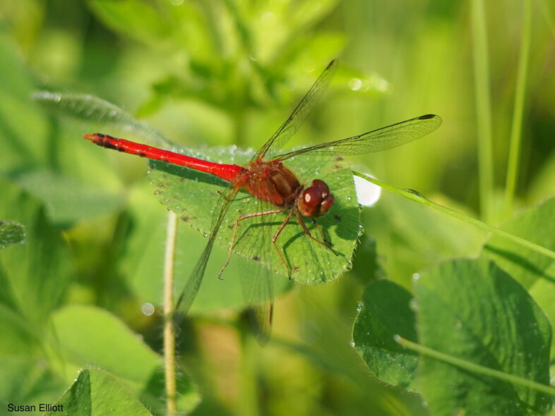Autumn Meadowhawk / © Susan Elliott