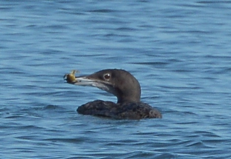 Within minutes of being released, COLO 1740 caught a crab for his/her first ocean snack. / © Terry Heitz