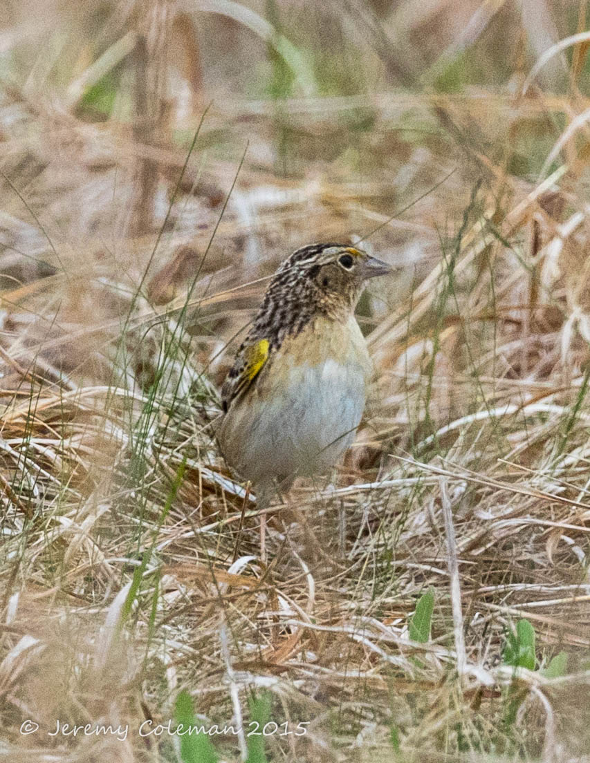 Foraging Grasshopper Sparrow