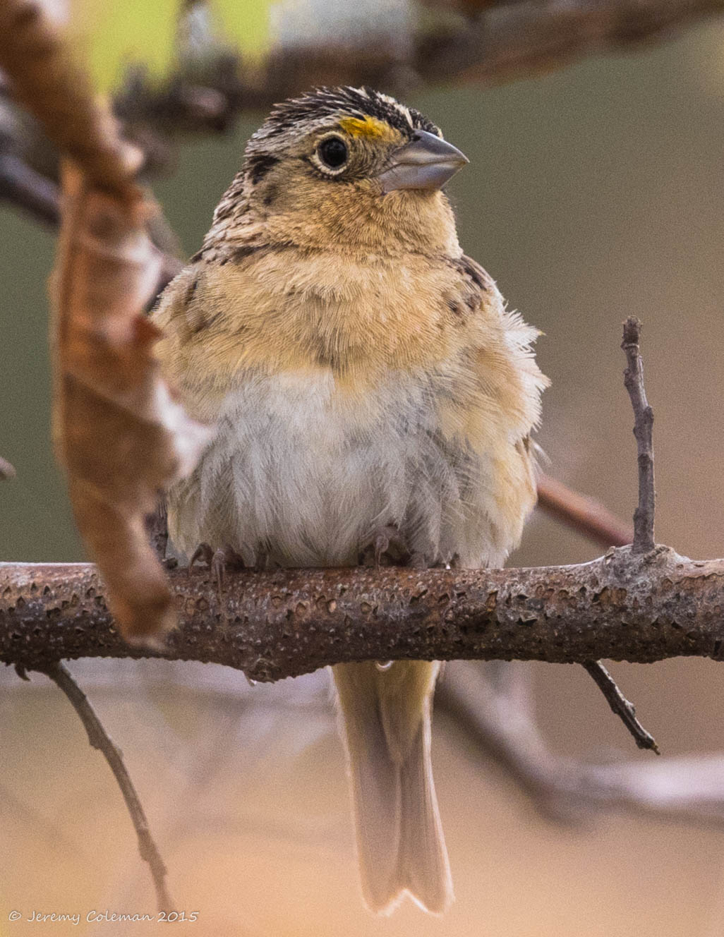 Grasshopper Sparrow photo