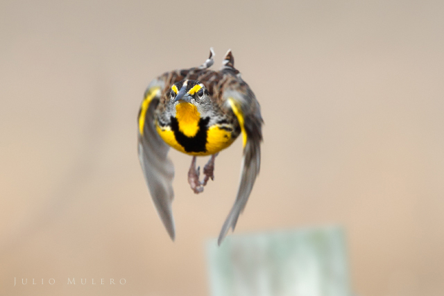 Eastern Meadowlark in flight. © Julio Mulero