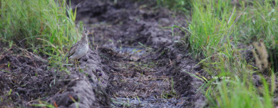 Upland Sandpiper