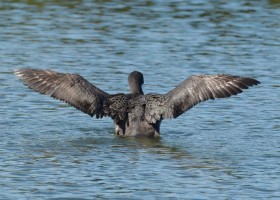 A Lost Loon's Saga Ends Well on the Maine Coast