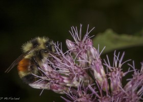 Long Live the Queen!