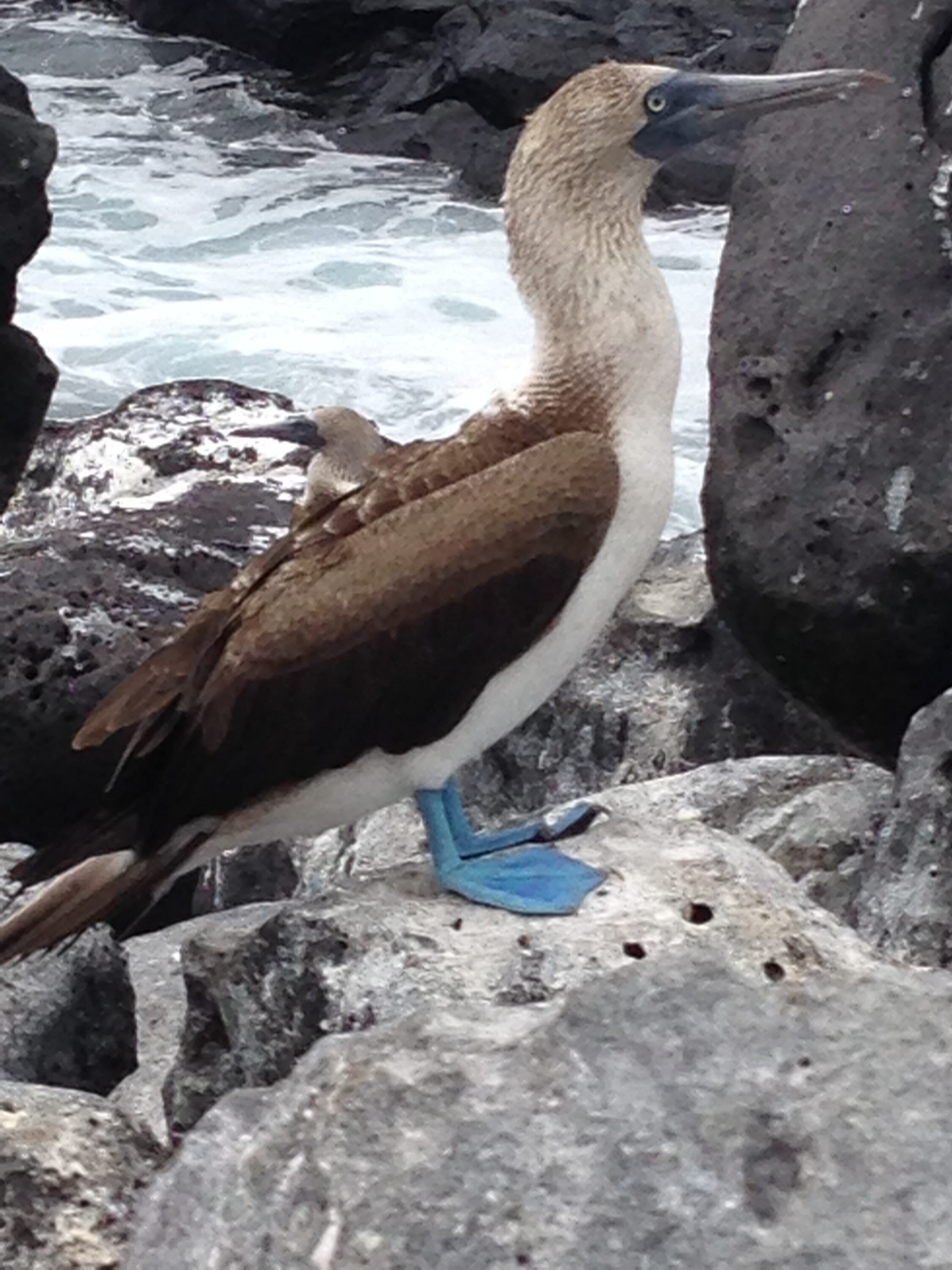 Where the Bobolink Meets the Booby