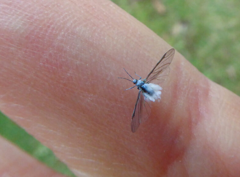 Winged form of Wooly Aphod / © Bryan Pfeiffer