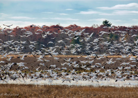 Outdoor Radio: A Blizzard of Geese