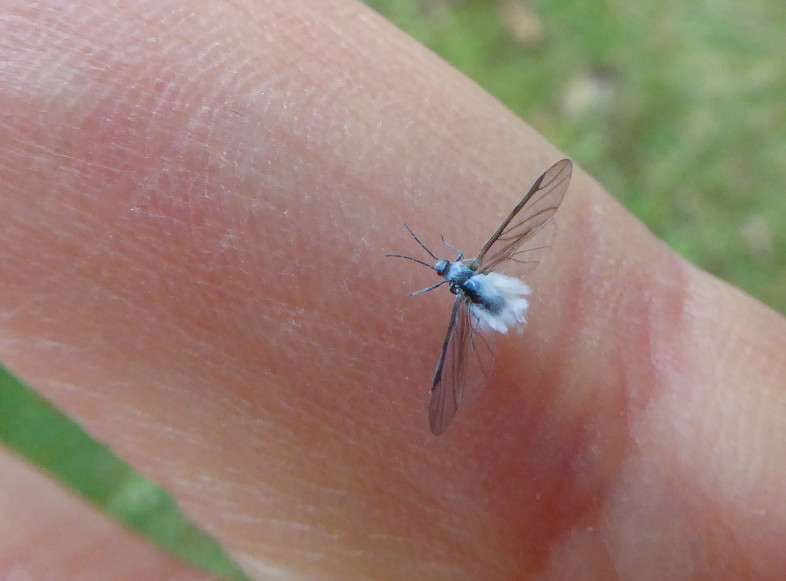 Winged form of Wooly Aphod / © Bryan Pfeiffer