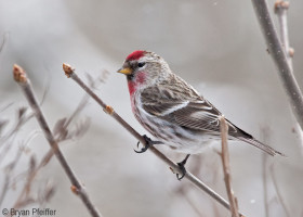 A Field Guide to November