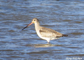 October iNaturalist Vermont Photo-observation of the Month