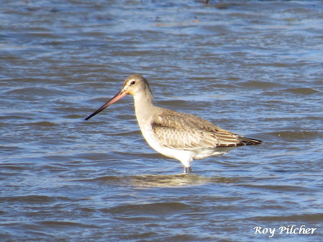 Husdonian Godwit - Roy Pilcher