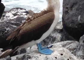 Where the Bobolink Meets the Booby