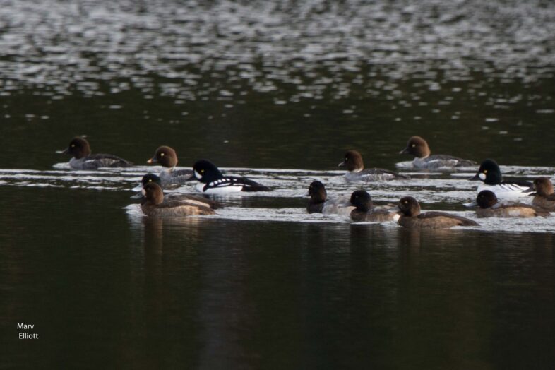 Barrow's Goldeneye (Bucephala islandica) at Half Moon State Park, Vermont. / © Marv Elliott