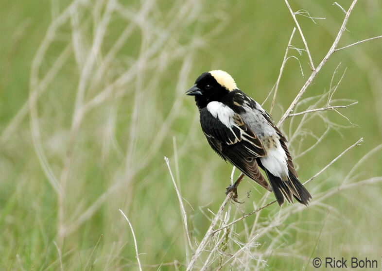 Bobolink / © Rick Bohn