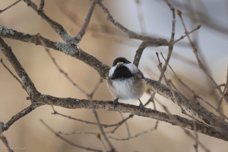 Black-capped Chickadee (Poecile atricapillus) carrying a seed. / © K.P. McFarland