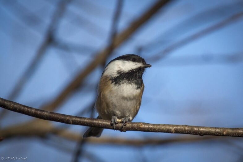 Black-capped Chickadee pecking through the shell of a black sunflower seed. / © K.P. McFarland