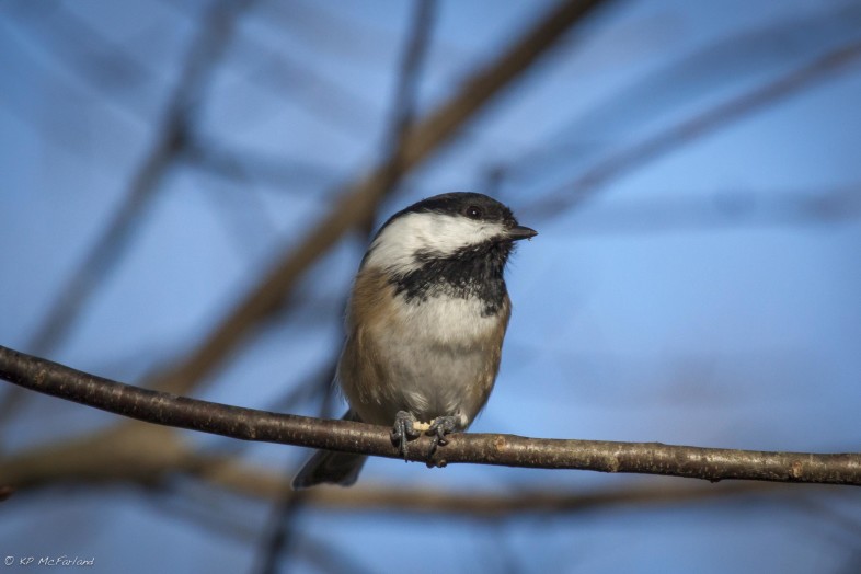 Black-capped Chickadee pecking through the shell of a black sunflower seed. / © K.P. McFarland