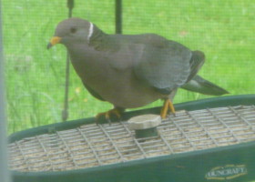 Two New Bird Species Found in Vermont