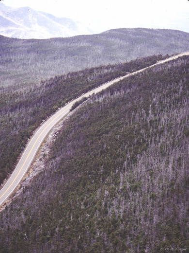 Fir waves on Whiteface in the Adirondacks, NY. /© K.P. McFarland