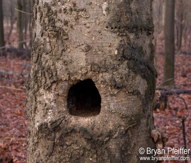 cavity-celtis-arkansas