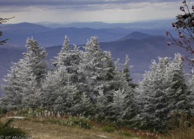 A Field Guide to December