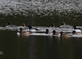iNaturalist Vermont November Photo-observation of the Month