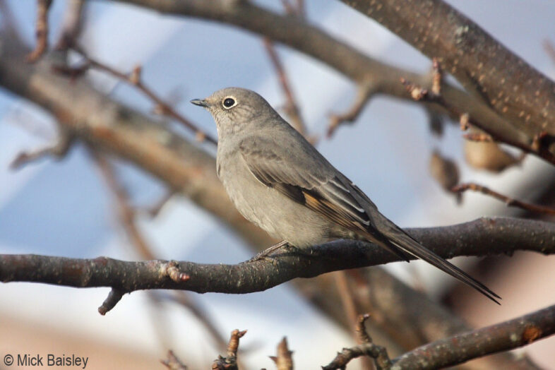 A Townsend's Solitaire spend several days in mid December in Dummerston, Vermont. / © Mick Baisley