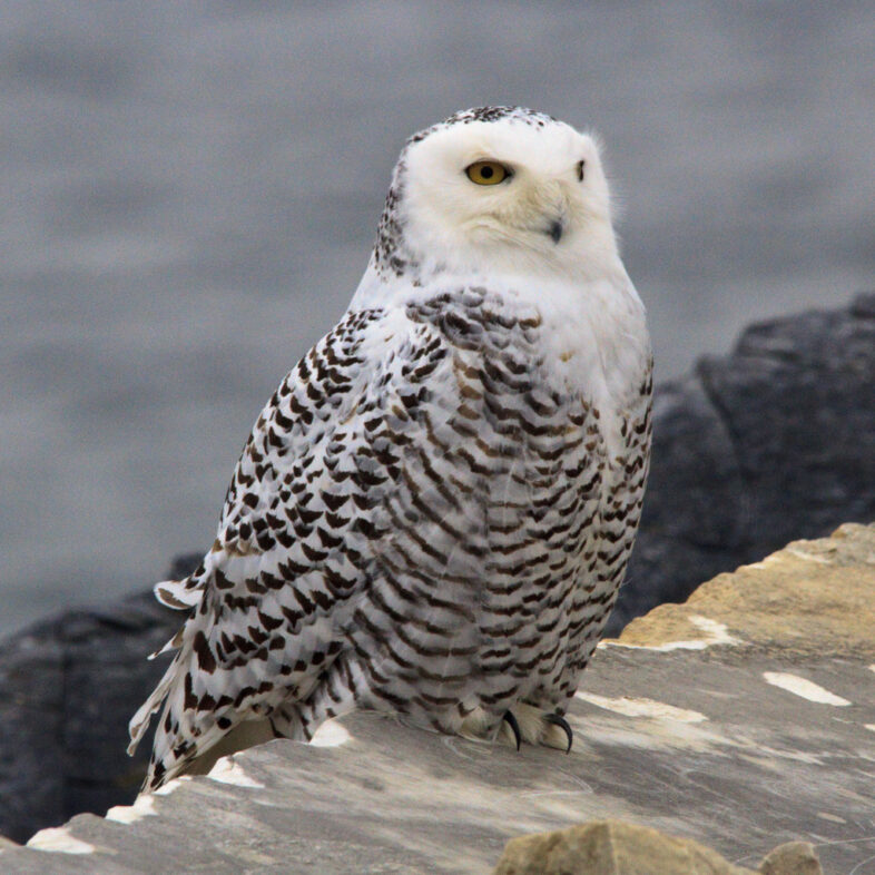 Snowy Owl / © James Welch