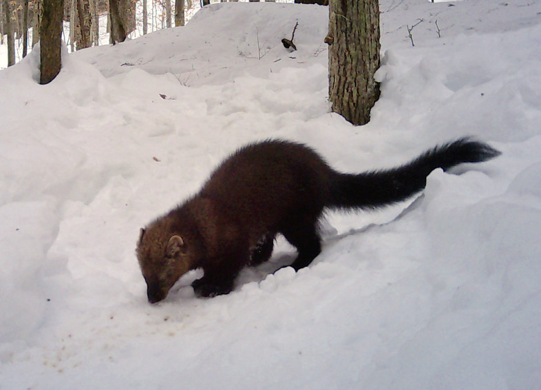 A Fisher passes by a game camera at Marsh-Billings-Rockefeller NHP. / © Ed Sharron
